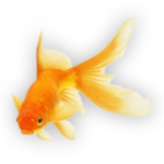A goldfish is swimming in the water.