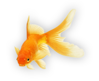 A goldfish is swimming in the water.